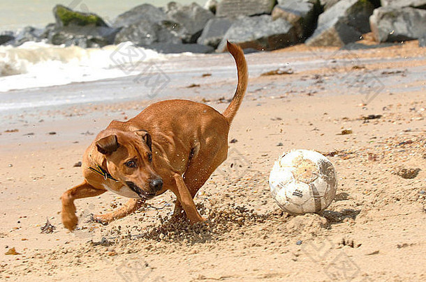 狗玩海滩