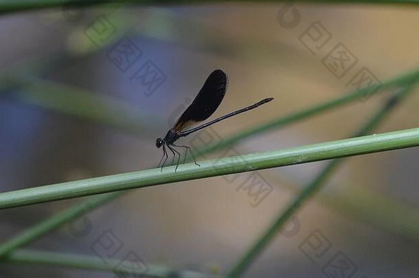 豆娘物种合翅目蜻蜓目发现银行palancia河地中海山河瓦伦西亚地区东部西班牙