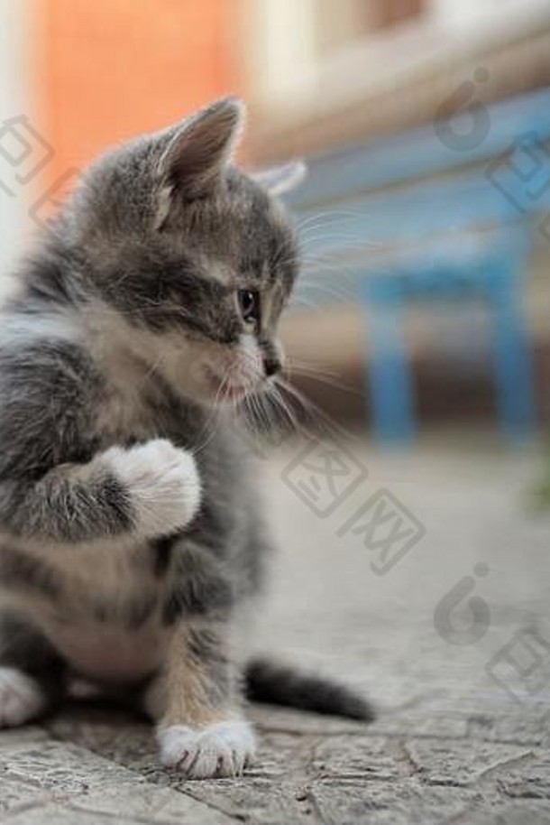 有趣的灰色的小猫持有<strong>拳头</strong>拳击手