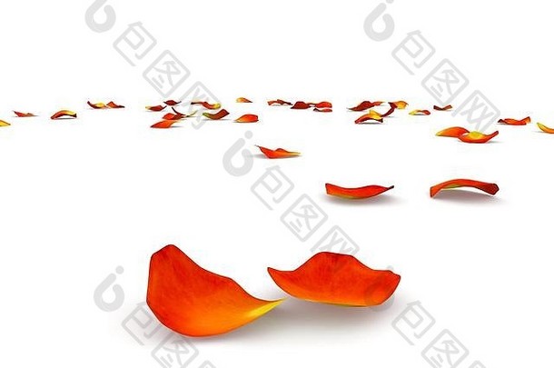 橙色玫瑰花瓣飞行地板上孤立的白色背景