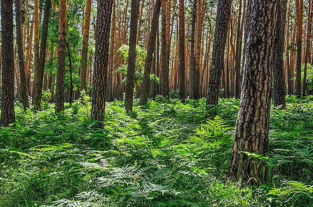 美丽的夏天阳光明媚的景观松森林高纤细的树干松柏科的树新鲜的纯空气绿色蕨类植物地面雄伟的