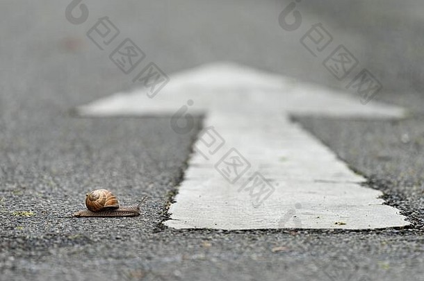 特写镜头蜗牛穿越路白色箭头错误的方向