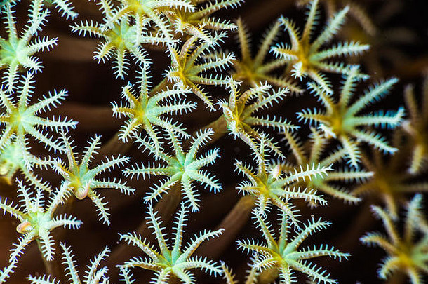 羊肚菌珊瑚sarcophyton青光quoygaimard深度水owase我日本