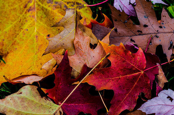 秋天树叶色彩鲜艳的背景