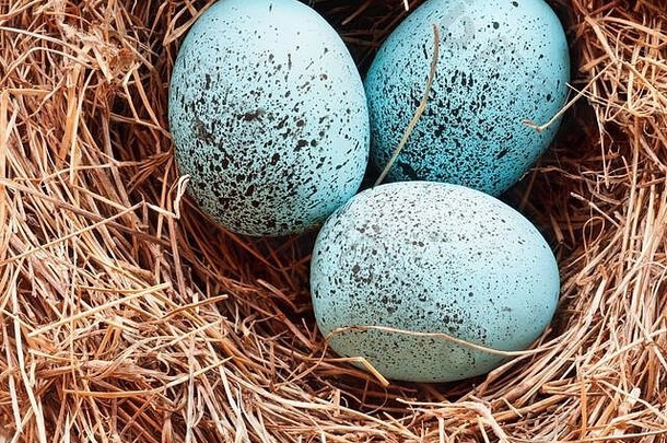 宏斑点罗宾蓝色的songbird鸡蛋真正的鸟巢