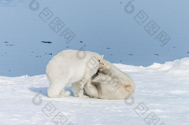 年轻的野生极地熊幼崽玩包冰北极海北斯瓦尔巴特群岛