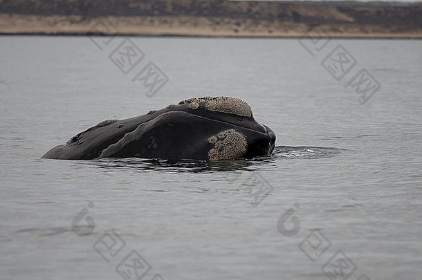 鲸鱼游泳海湾半岛瓦尔迪兹巴塔哥尼亚阿根廷