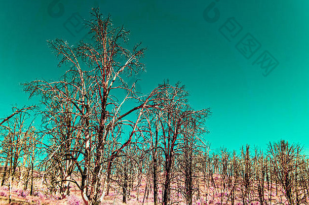 <strong>森林</strong>死烧树<strong>森林</strong>火绿松石天空稀疏的红色的植被红外图像