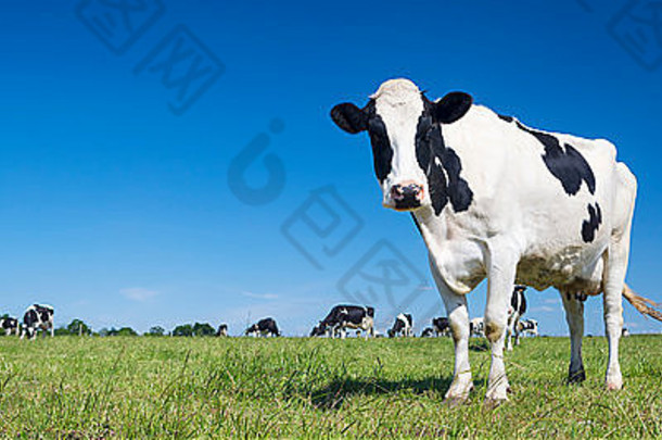 全景视图黑色的白色牛绿色草