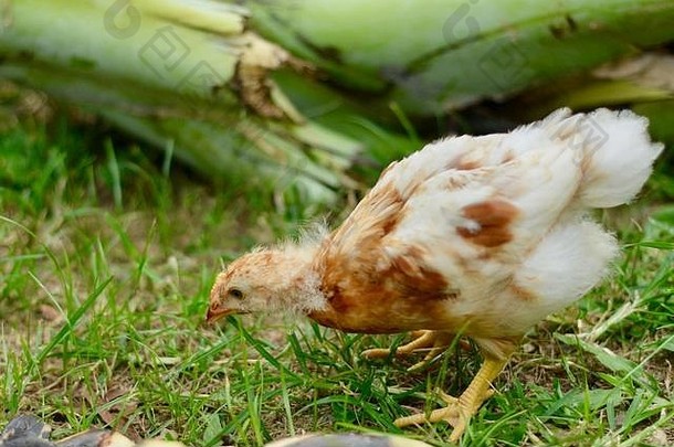 罗德岛红色的小鸡周年龄觅食热带花园汤斯维尔昆士兰澳大利亚
