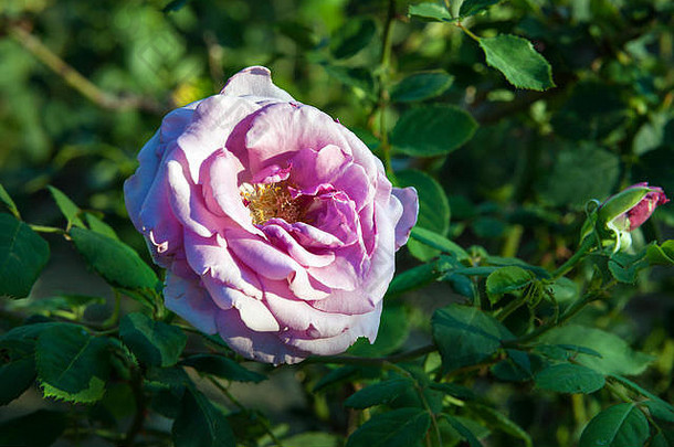 美丽的自然粉红色的玫瑰花花园