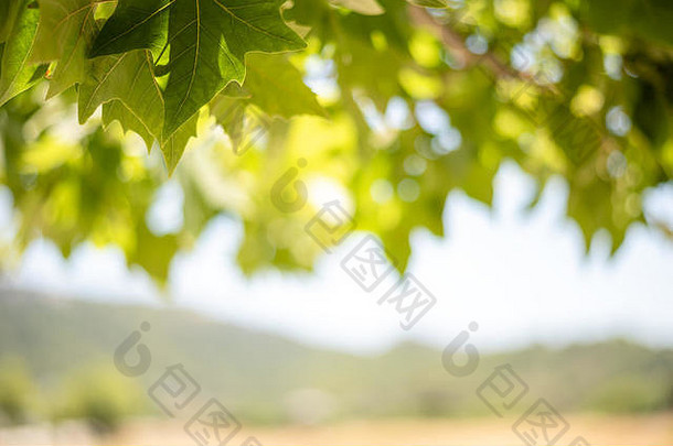绿色背景叶子枫木树水果阳光明媚的夏天一天