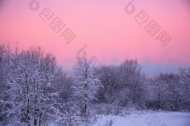 明亮的pink-purple黎明白雪覆盖的公园