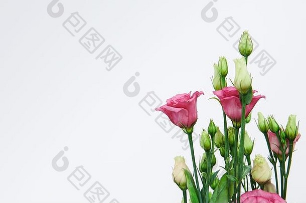 美丽的粉红色的年轻的绿色玫瑰孤立的白色背景婚礼女人的一天花束未开封味蕾花商店复制空间