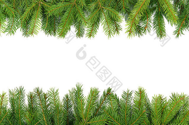 模拟圣诞节树一年边境云杉树枝堆放行白色背景高细节
