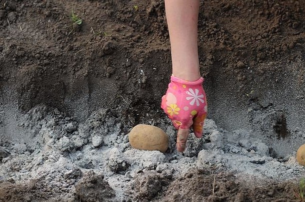 女手色彩斑斓的手套了土豆沟撒灰肥料过程日益增长的土豆首页花园