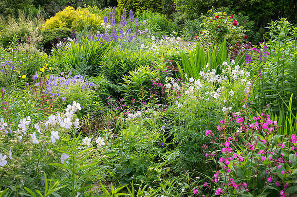 美丽的英语国家花园中期夏天丰富混合种植包括灌木多年生植物
