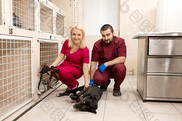 兽医检查害羞的狗动物医院