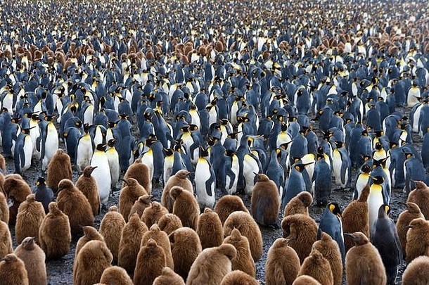 巨大的王企鹅殖民地数以千万计成千上万的人个人萨尔斯伯里平原南乔治亚州