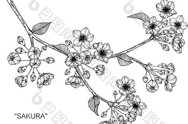 樱花花画插图黑色的白色行艺术白色背景