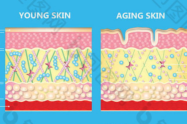 图年轻的皮肤老化皮肤