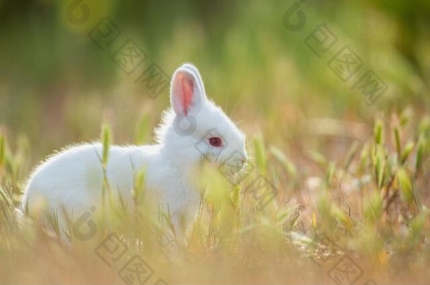 兔子绿色草夏天一天