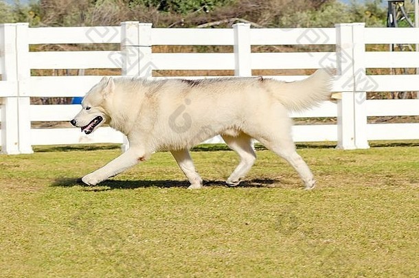 配置文件视图年轻的美丽的铜红色的小鹿白色西伯利亚沙哑的狗运行令人惊异的耐力