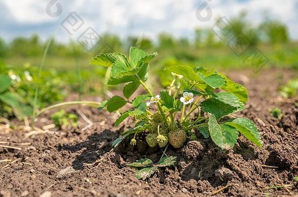 有机<strong>草莓</strong>农场种植化学物质