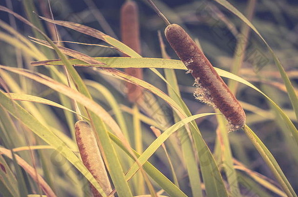 香蒲东方人常年草本植物属香蒲一般芦苇