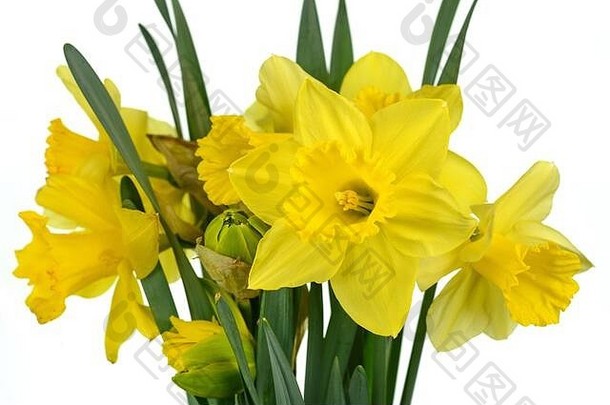 春天花束花孤立的白色背景黄色的水仙花孤立的白色背景黄色的那喀索斯白色背景