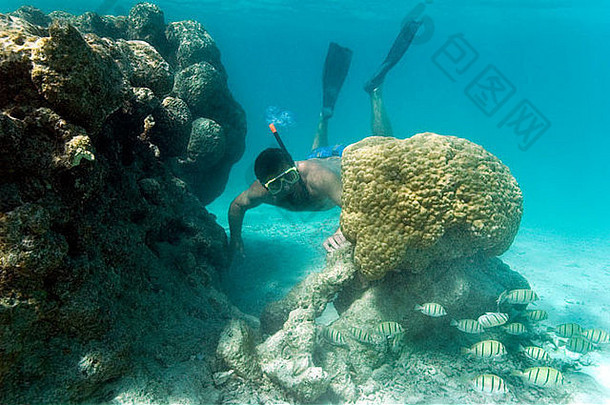 名潜水员游泳珊瑚礁温暖的海洋法国波利尼西亚南太平洋