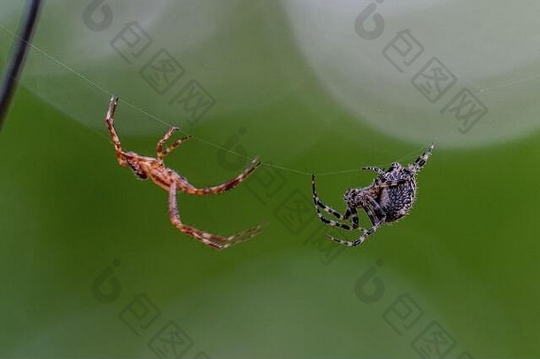 棕色（的）黑色的蜘蛛蜘蛛网战斗