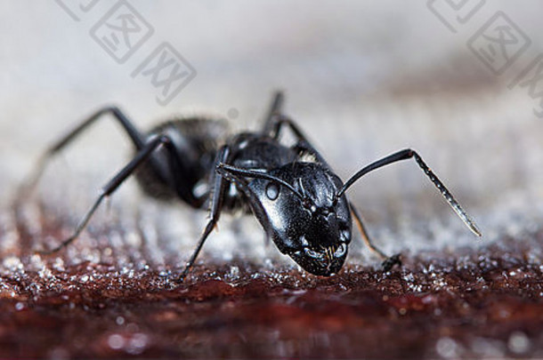 大森林蚂蚁吃草莓小时