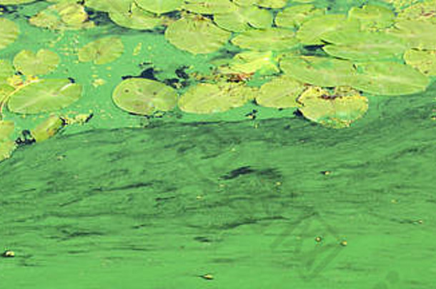 表面沼泽覆盖浮萍莉莉叶子小绿色叶子黑暗水背景