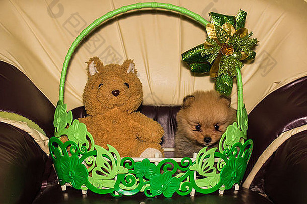 圣诞节泰迪熊毛茸茸的波美拉尼亚的小狗篮子