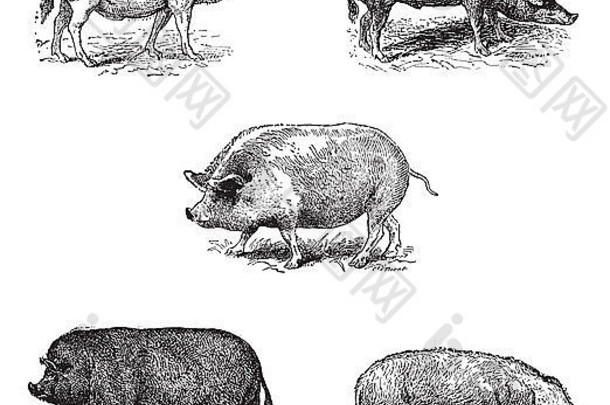 猪猪暹罗疯狂猪比赛猪纽约猪肉埃塞克斯猪肉诺曼比赛