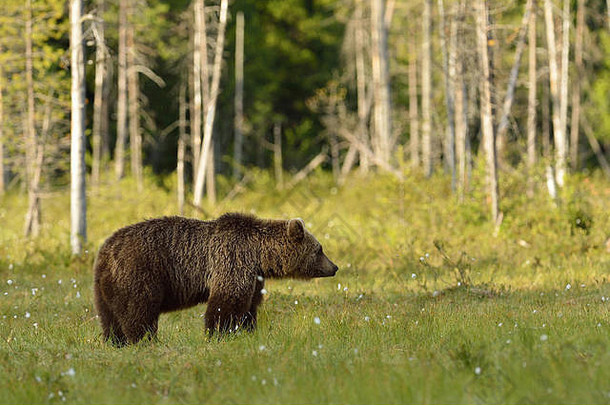 棕色（的）熊书森林背景北卡累利阿共和国<strong>芬兰</strong>