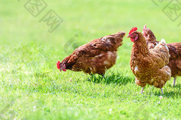 母鸡传统的免费的范围家禽有机农场放牧草复制空间