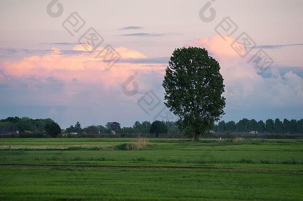 孤独的树绿色荷兰圩田景观阳光照射的风暴云距离模糊前景由于焦点树背景