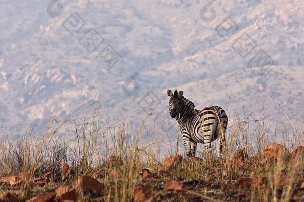 非洲平原斑马烧草原科仕斑驴