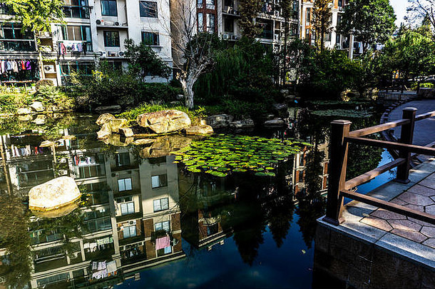 芜湖安徽中国水莉莉池塘散步树公寓建筑背景