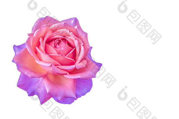 色彩斑斓的细艺术生活花宏花图像单孤立的粉红色的紫罗兰色的玫瑰开花白色背景详细的纹理