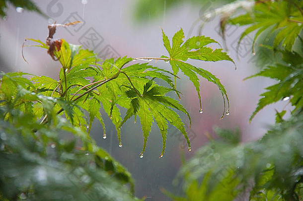 日本枫木叶子夏天雷雨