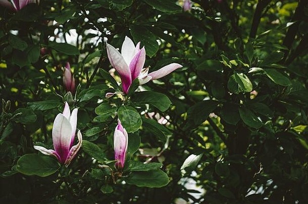 木兰花分支花园