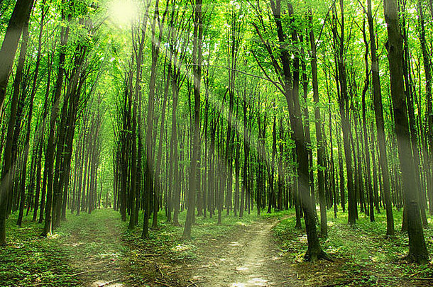 路径绿色森林