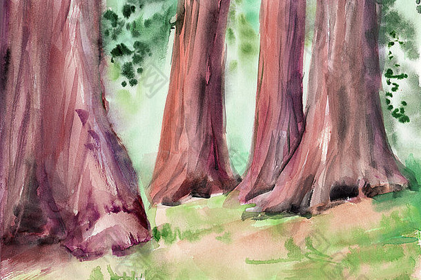 红木巨大的树森林水彩绘画