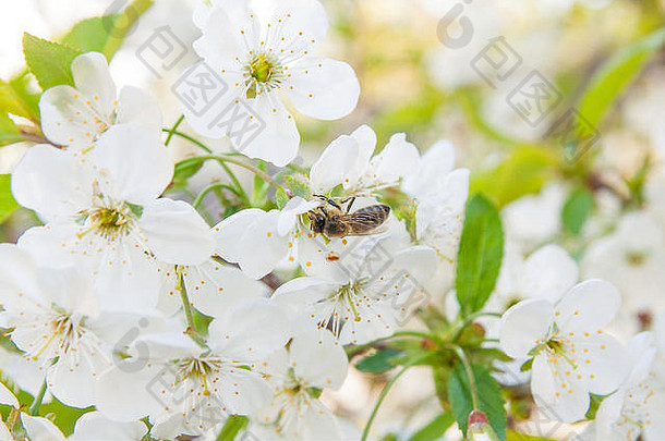 关闭视图蜜蜂收集花蜜花粉白色开花樱桃树分支白色花樱桃花朵春天一天
