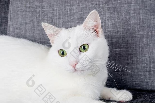 肖像可爱的土耳其安哥拉山羊毛猫绿色眼睛一年个月坐着灰色沙发