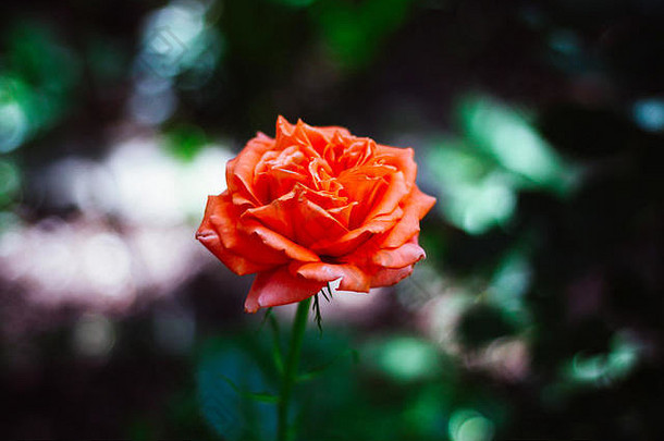 苍白的橙色玫瑰模糊黑暗<strong>绿色</strong>背景模糊花园背景女王花