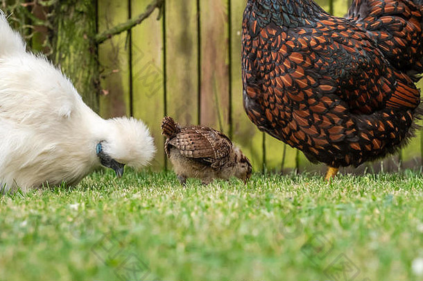 特写镜头妈妈。silkie怀恩多特母鸡年轻的小鸡幼虫维护良好草坪上私人花园
